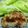 のちぞう's cooksnap of when they made ご飯がすすむ！かじきの生姜焼き.