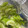 ずぼら伝説's cooksnap of when they made 簡単！おいしい！セロリの浅漬け！.