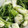 トラととら's cooksnap of when they made 水菜とエビの白だし炒め.