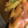 クックHJPQ9C☆'s cooksnap of when they made 【手軽に】冷凍赤魚の煮付け.