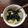 めてぃこ's cooksnap of when they made トック～韓国のお雑煮～.