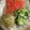 手抜きクック's cooksnap of when they made 白菜の塩昆布和え.