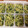 つるpigeonn's cooksnap of when they made しらすと青菜のふりかけ.