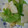 ジビエ大好き☆'s cooksnap of when they made イカとキャベツのオイスターソース炒め.