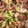 pink0922's cooksnap of when they made 簡単20分◎揚げない鶏の山賊焼き.