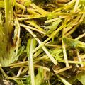 サンタJr's cooksnap of when they made 簡単！水菜とわかめとしらすのマヨサラダ.