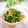 Satoco❋'s cooksnap of when they made ＊ほうれん草のなめ茸納豆和え＊.