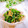 Satoco❋'s cooksnap of when they made ＊ほうれん草のなめ茸納豆和え＊.
