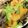 クックM6DK2O☆'s cooksnap of when they made 柿とレタスのサラダ.