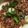 クックOBSDVC☆'s cooksnap of when they made 【簡単】挽肉のそぼろあんかけ豆腐.