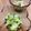 ☆クッキングパンダ☆'s cooksnap of when they made 白菜と塩こんぶのやみつきナムル.