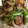 手抜きクック's cooksnap of when they made ぶりと玉ねぎとピーマンの甘酢炒め.