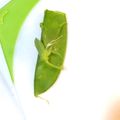 おもちまるとシャルル's cooksnap of when they made 知らなきゃ損！さやえんどうのスジ取り.