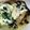 3yury's cooksnap of when they made クックパーＤＥ鮭の味噌マヨ ホイル焼き風.