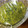 クック越前カニ's cooksnap of when they made 完熟柚子で自家製柚子胡椒.