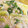 CarmenKoni's cooksnap of when they made レタスとふんわり卵の洋風オートミール粥.