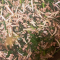 ren2✩hasu's cooksnap of when they made 豚挽肉ともやしとニラの簡単炒め.