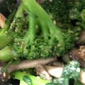 はちみつココア's cooksnap of when they made ブロッコリーとしめじのたっぷり胡麻和え.