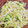 Mari＊Mari's cooksnap of when they made 常備菜②もやしときゅうりの胡麻酢和え.