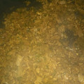 クックV8GXUG☆'s cooksnap of when they made エコクッキン♪大根の葉と皮の味噌きんぴら.