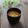 まろんかふぇ's cooksnap of when they made キャベツ 油揚げ 人参 榎のお味噌汁.