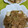 ささささ＆＊'s cooksnap of when they made 厚揚げと玉ねぎの甘酢あん炒め.