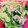 みっくママ's cooksnap of when they made 小松菜と桜えびの和え物.