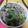 ゆみっち先生's cooksnap of when they made ほうれん草とサバ缶のナムル.