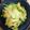 手抜きクック's cooksnap of when they made 鍋の副菜にも♪白菜だけ☆生姜醤油和え。.