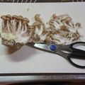 スタイリッシュママ's cooksnap of when they made ✂しめじの下処理✂.