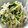 こみく's cooksnap of when they made もやしと豆苗のはちみつマヨサラダ♪.