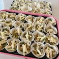 あっ君ママ♪'s cooksnap of when they made うちの定番！野菜たっぷり過ぎる餃子.