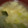 ヨシヨッシー's cooksnap of when they made ごま油香る、白ネギと油揚げの味噌汁.