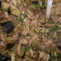 海老ふりゃ〜's cooksnap of when they made 風邪にも！鴨南蛮風♪豚肉とネギのつけ蕎麦.