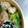 M130018's cooksnap of when they made 10分あれば！ささみと菜花のマヨ炒め.