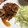 はなはながっぱ's cooksnap of when they made 分量簡単！豚の生姜焼き弁当.