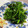 ずぼら伝説's cooksnap of when they made ほうれん草のからし和え.