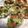 クック0UQ98I☆'s cooksnap of when they made ブロッコリーのふわふわ揚げ.