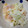 なおじ＊＊'s cooksnap of when they made 柿がおかずに！柿とキャベツのマヨサラダ.