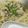 クックS5YM4S☆'s cooksnap of when they made 豚とねぎ塩のそうめん.