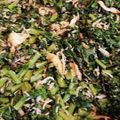 もりしげ屋's cooksnap of when they made チャーハンにも★大根葉の炒め物.