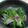 クック40IE82☆'s cooksnap of when they made ブロッコリーと生ハムのサラダ.