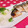 みっくママ's cooksnap of when they made 塩鯖をさっぱりと美味しく食べる.