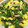 ココ96's cooksnap of when they made ほうれん草とベーコンのふっくら卵炒め.