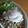 jagao's cooksnap of when they made セロリの葉　消費　エスニック風☆夏バテに.