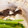 ☆はあ☆'s cooksnap of when they made 鱈とかぶの白だしさっと煮.