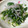 輝夜の姫's cooksnap of when they made 大根の葉っぱの簡単浅漬け.