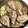 なつき☆ミ's cooksnap of when they made 殻ごと｡｡｡牡蠣のじぶ蒸し.