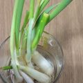 ささささ＆＊'s cooksnap of when they made ネギの再利用　キッチンガーデニング.
