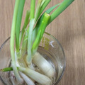 ささささ＆＊'s cooksnap of when they made ネギの再利用　キッチンガーデニング.
